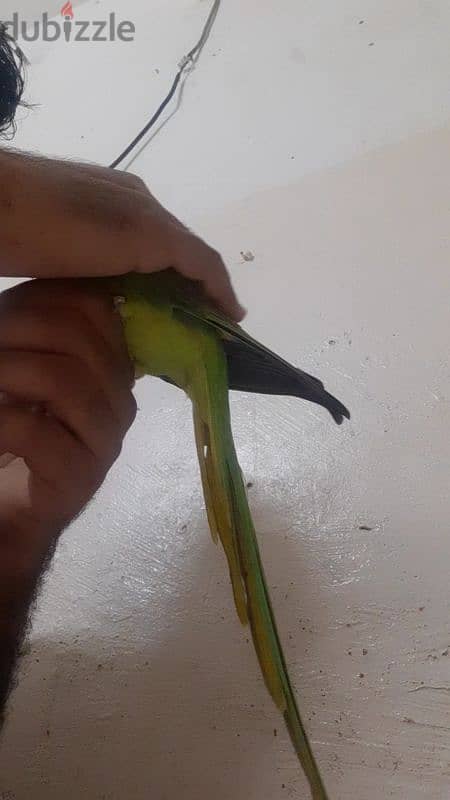 talking parrot for sale age 1.4 year meto cat voice and difrant whishe 3