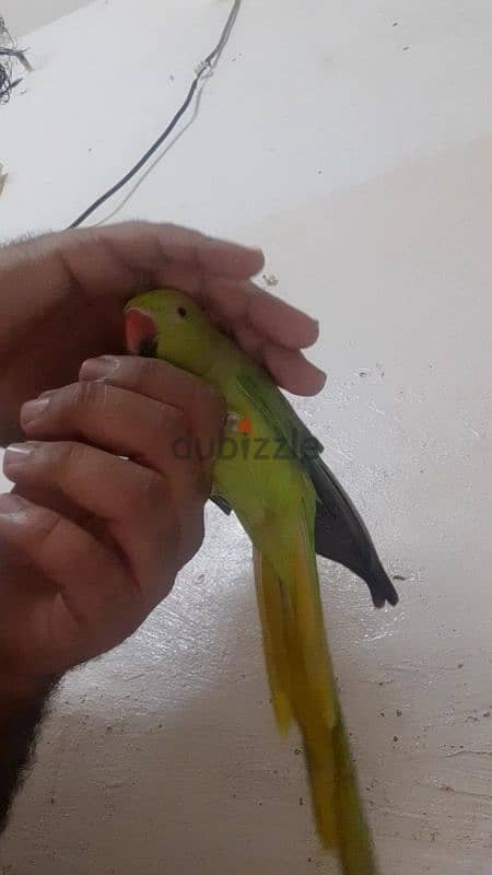 talking parrot for sale age 1.4 year meto cat voice and difrant whishe 4