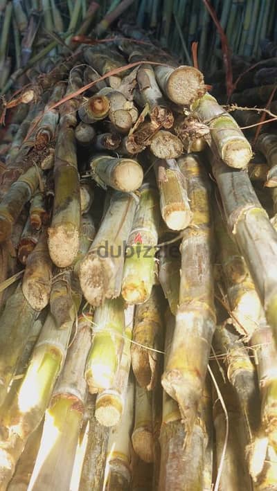 قصر السکر//sugarcane