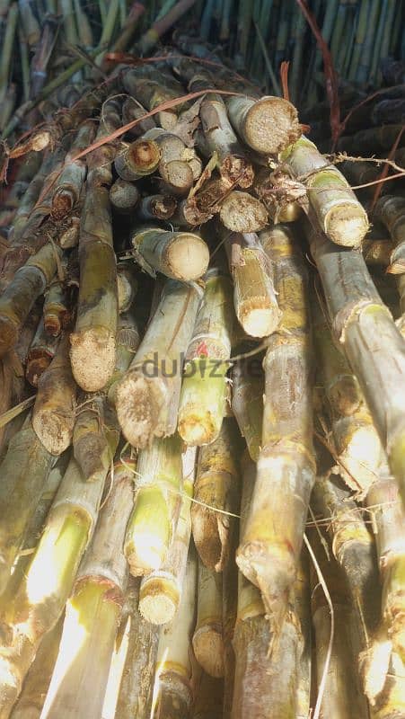 قصر السکر//sugarcane 0