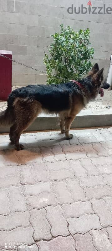 dog German shepherd women for sale