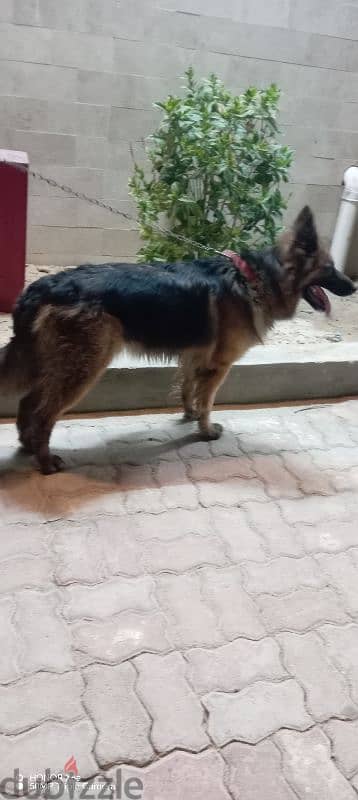 dog German shepherd women for sale 1