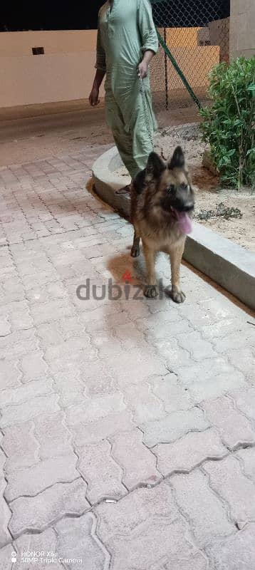 dog German shepherd women for sale 2