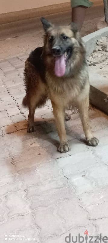 dog German shepherd women for sale 3