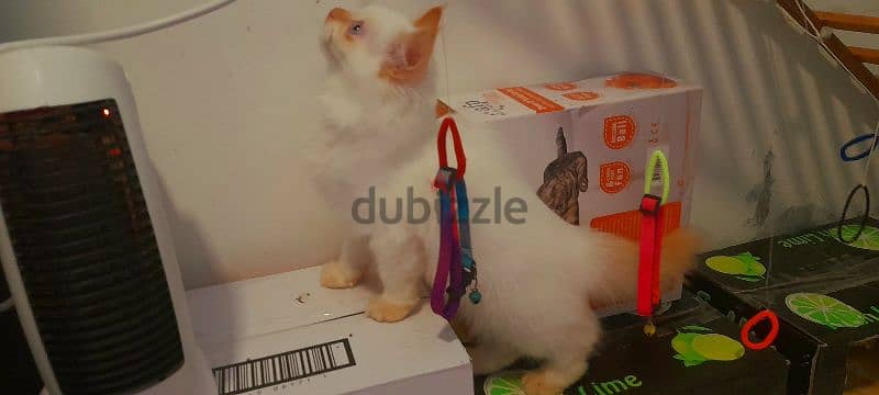 Persian kitten 00968-97426245 5