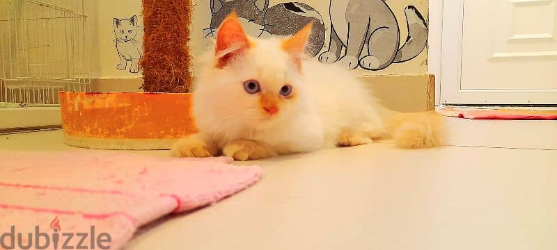 Persian kitten 00968-97426245 6