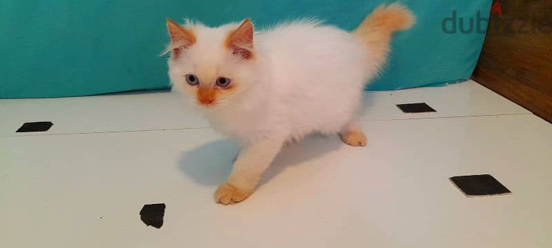 Persian kitten 00968-97426245 7