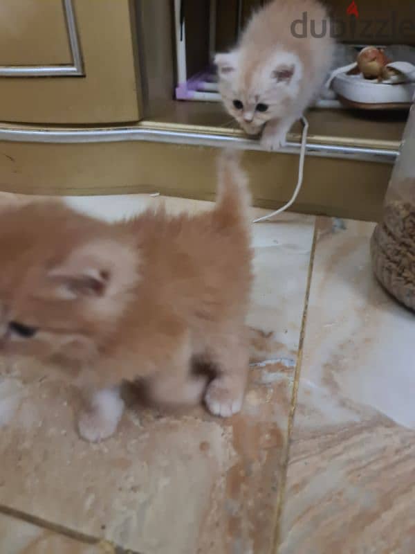 persian cat  1 and half old 0