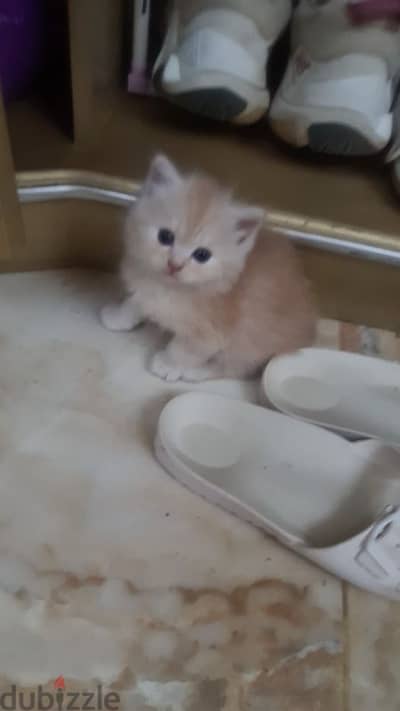 persian cat  1 and half old