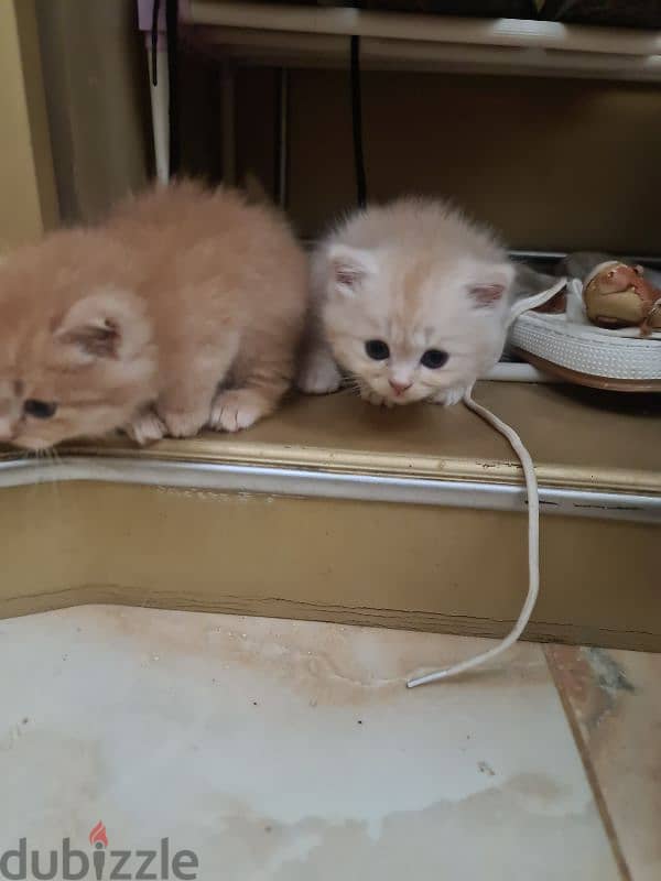 persian cat  1 and half old 3