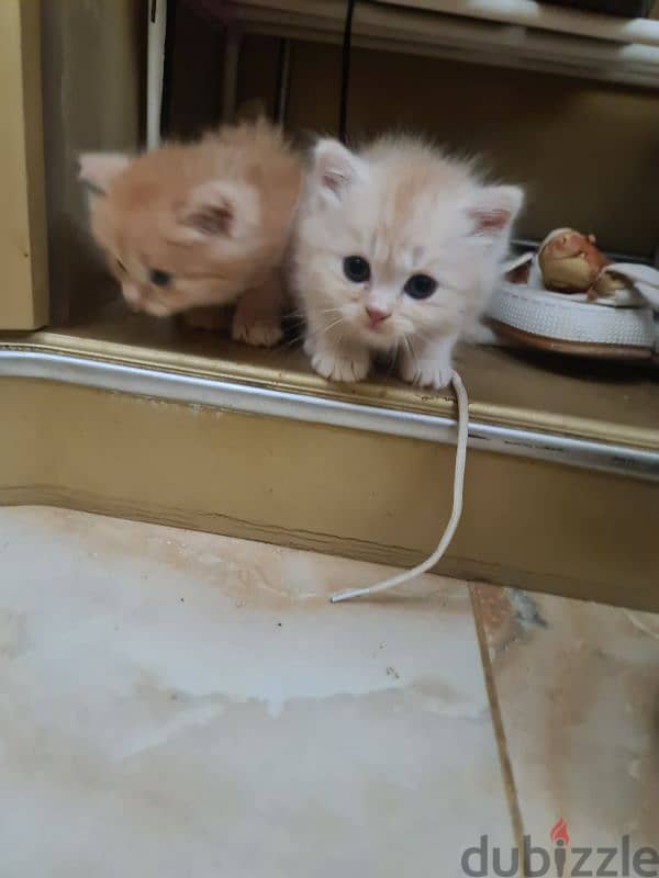 persian cat  1 and half old 4