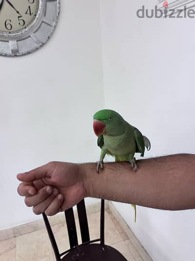 dorra parrot