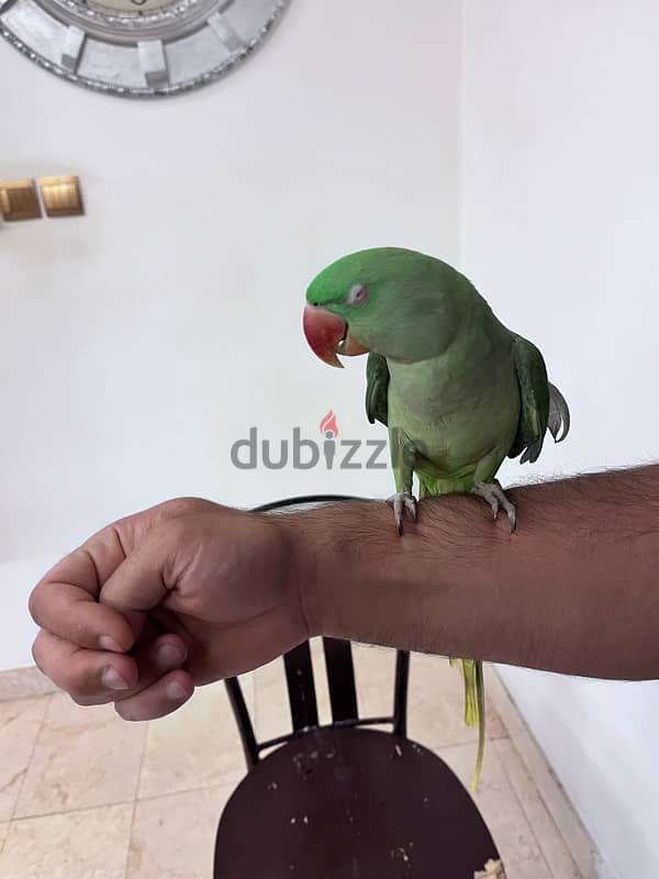 dorra parrot 4