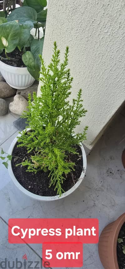 Indoor and Outdoor plants for sale