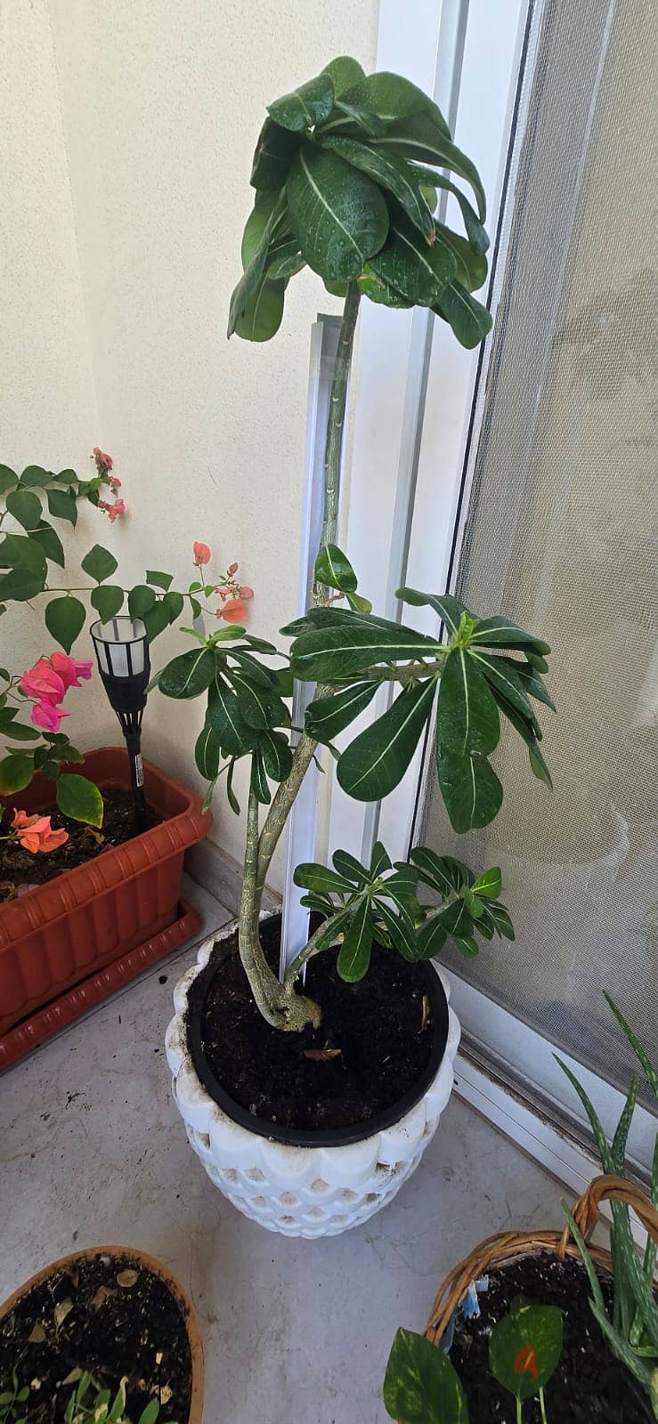 Indoor and Outdoor plants for sale 1