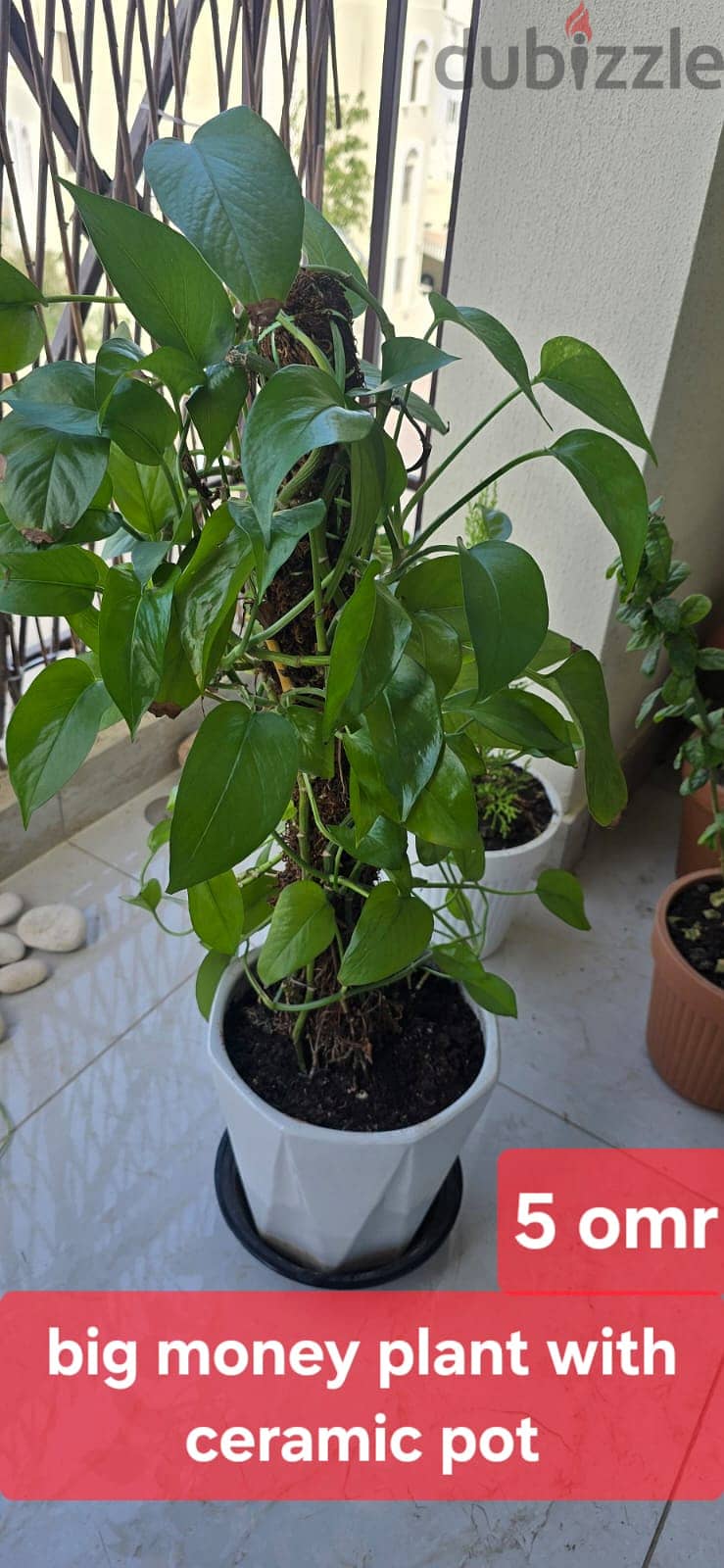 Indoor and Outdoor plants for sale 2