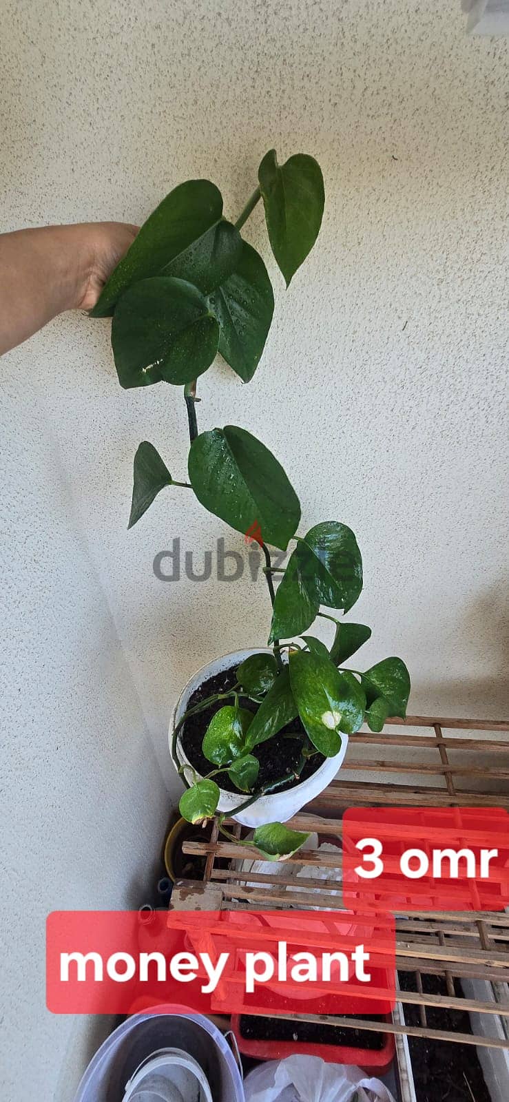 Indoor and Outdoor plants for sale 3