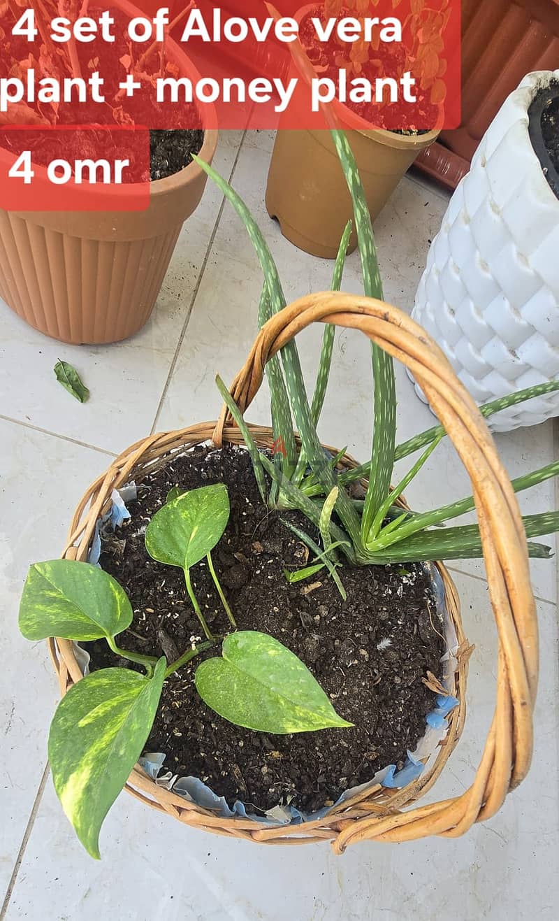 Indoor and Outdoor plants for sale 4