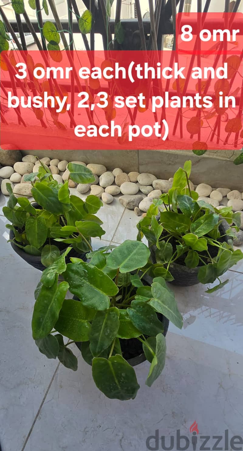 Indoor and Outdoor plants for sale 5