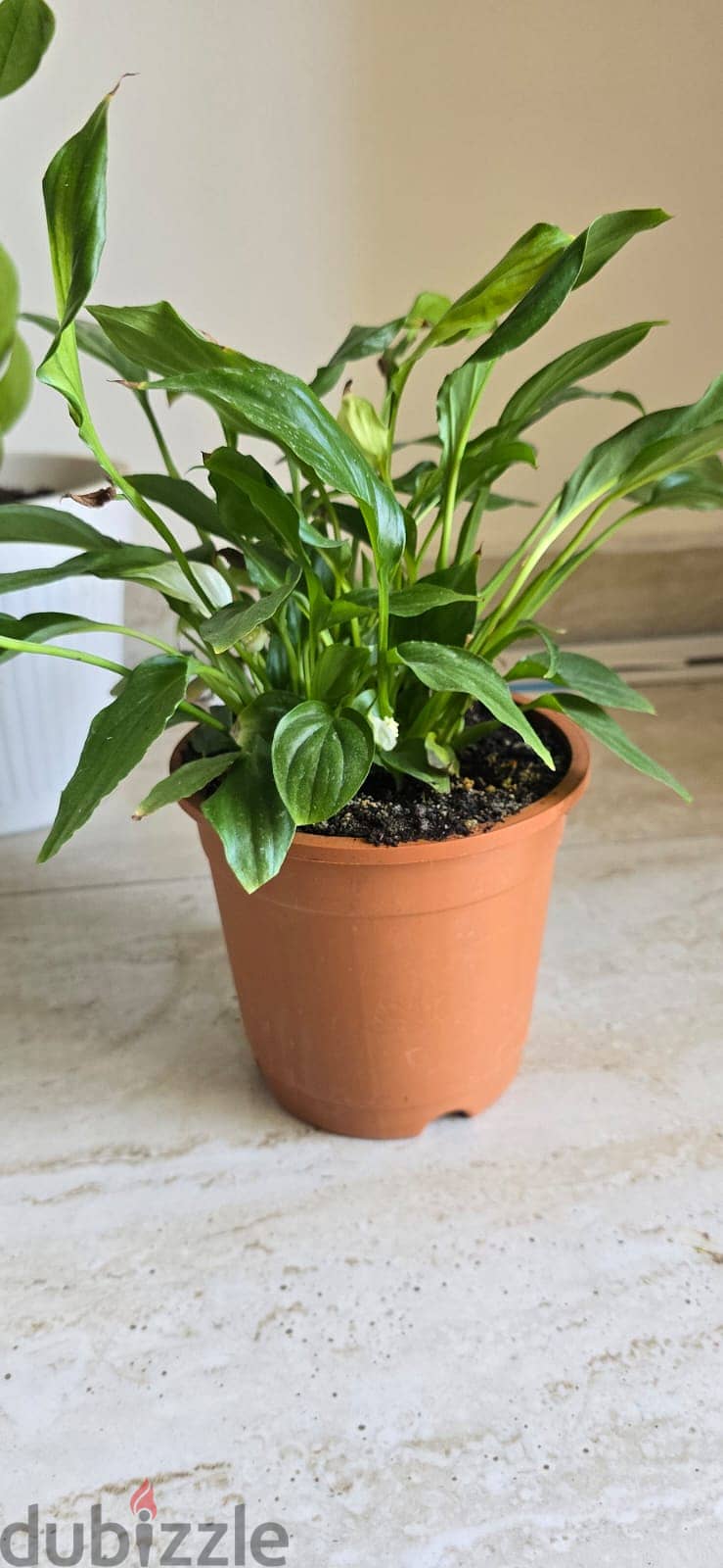 Indoor and Outdoor plants for sale 6