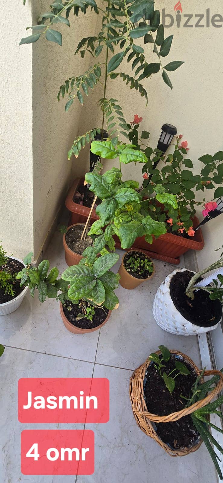 Indoor and Outdoor plants for sale 7