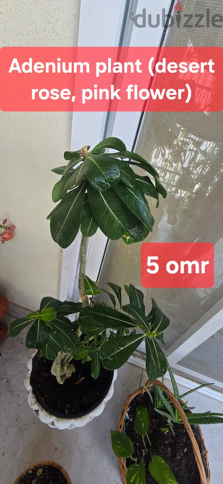 Indoor and Outdoor plants for sale 8