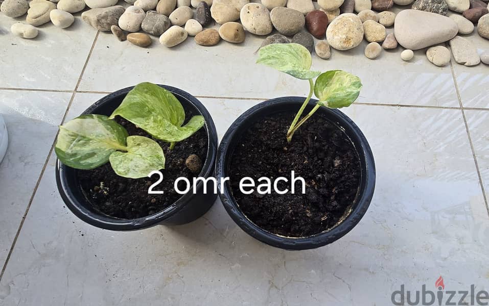 Indoor and Outdoor plants for sale 9