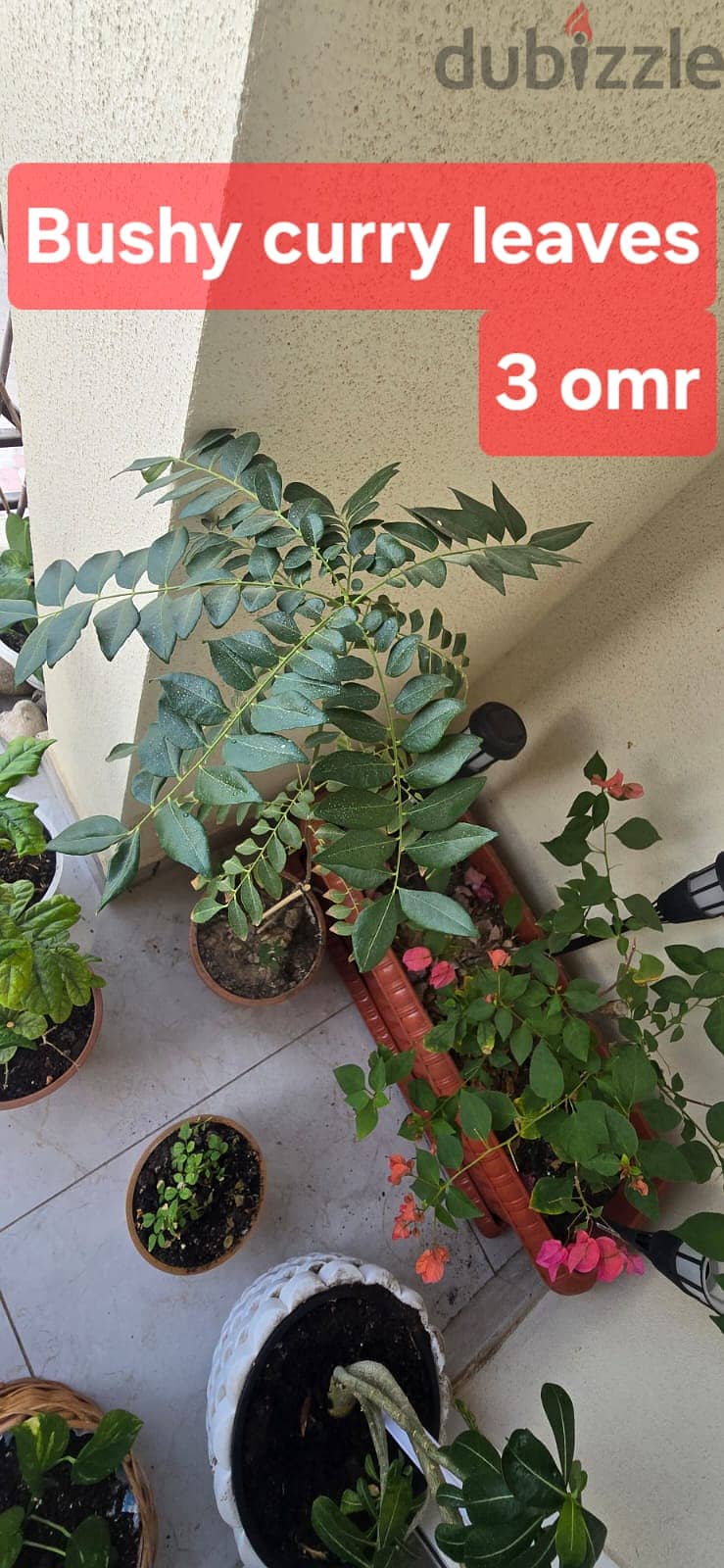 Indoor and Outdoor plants for sale 11