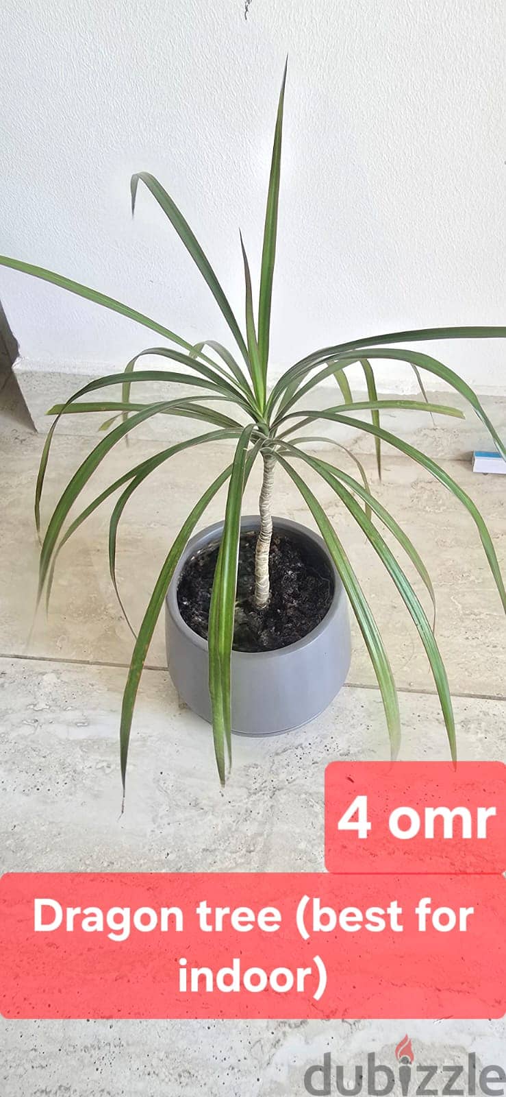 Indoor and Outdoor plants for sale 12