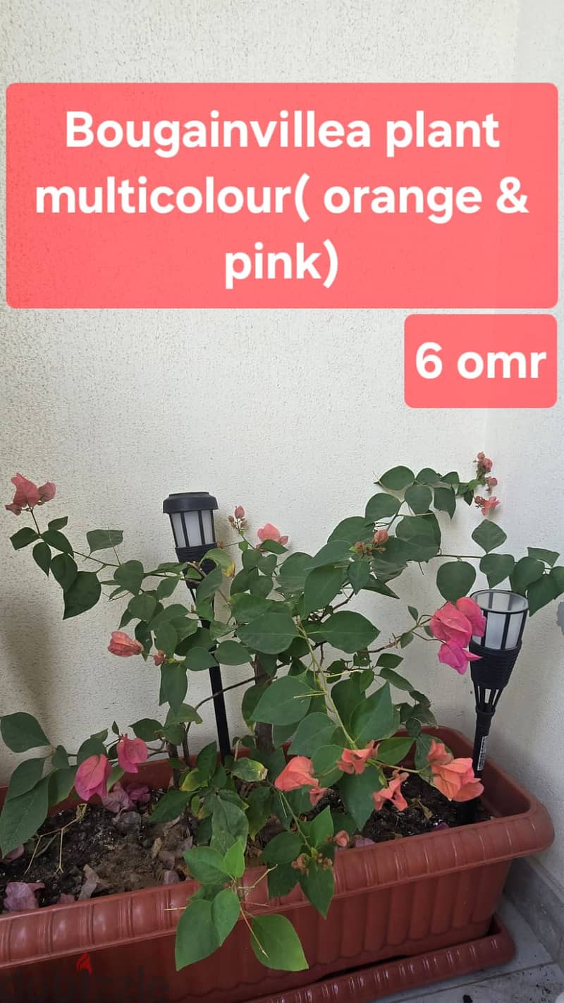 Indoor and Outdoor plants for sale 13