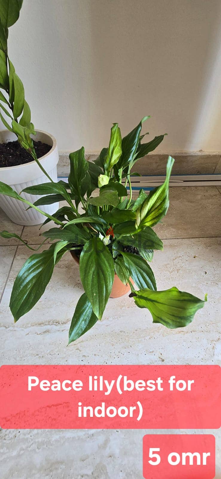 Indoor and Outdoor plants for sale 15