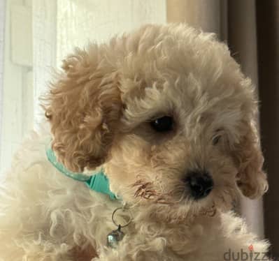 Toy poodle