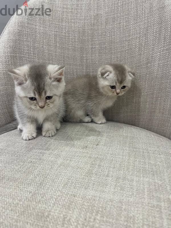 Scottish Kittens for sale 2