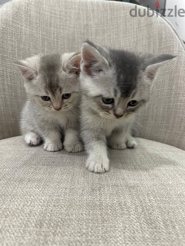 Scottish Kittens for sale 3