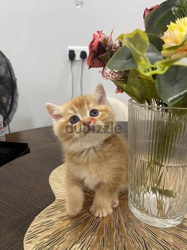 Scottish Kittens for sale 6