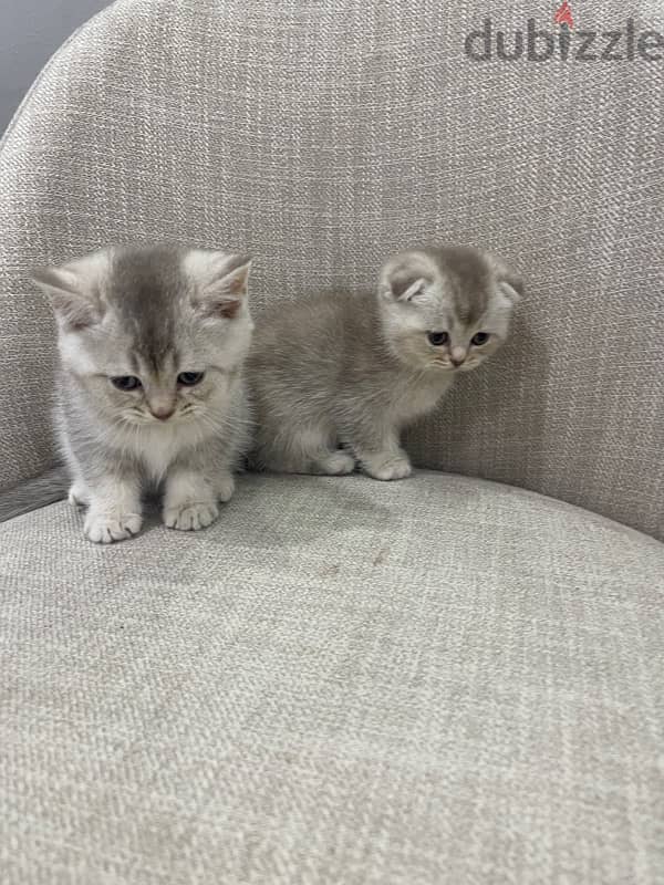 Scottish Kittens for sale 7