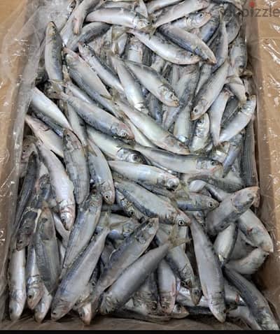 Frozen Sardine fish for sale on wholsale