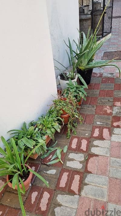 Garden plants