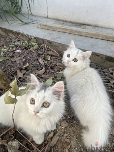 persian cat pair for sale