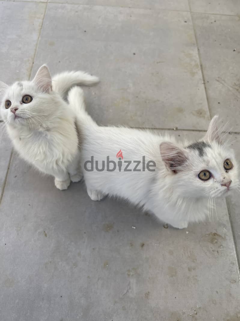 persian cat pair for sale 1