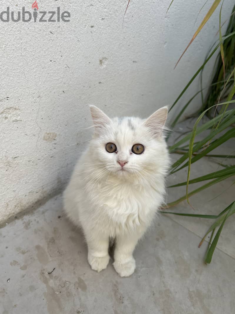 persian cat pair for sale 3