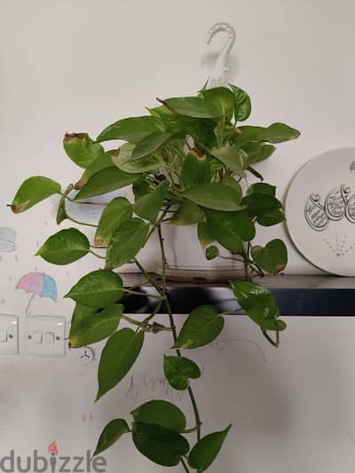 Money Plant with hanging pot included