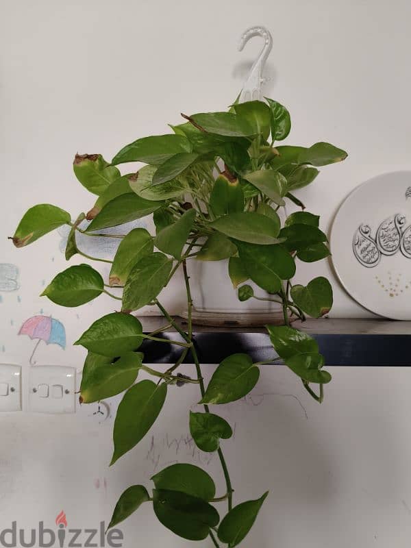 Money Plant with hanging pot included 0