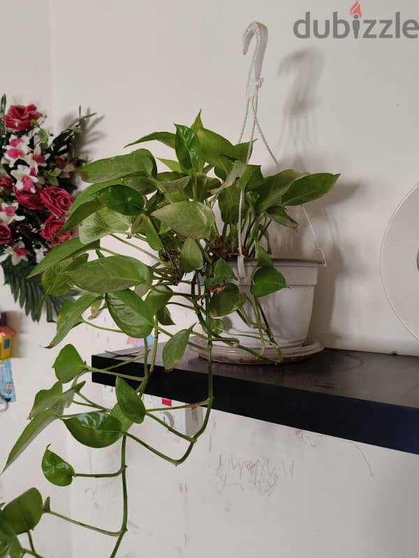 Money Plant with hanging pot included 1