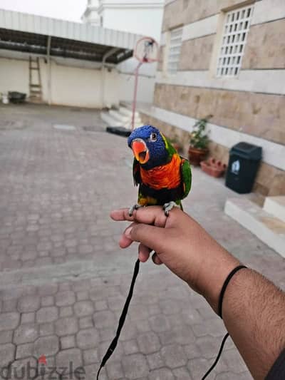 للبيع ببغاء لوري /Lori parrot for sale