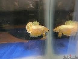 Gold Plakat - Betta Fish