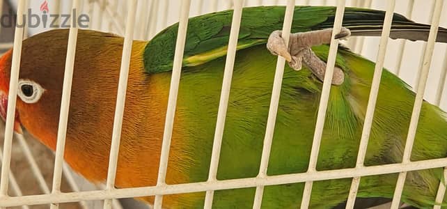 African love bird , only 1 bird for sale