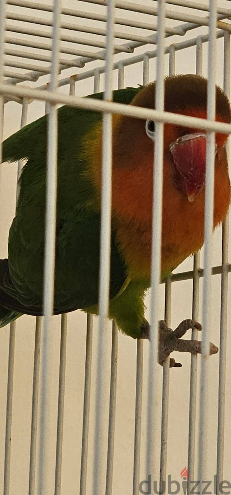 African love bird , only 1 bird for sale 1