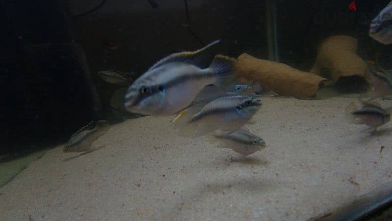 Kribensis for sale 1