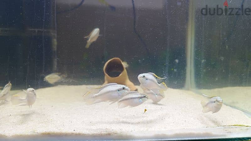 Kribensis for sale 4